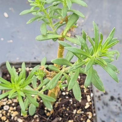 Sedum frutescens