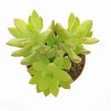 Adolphii lime gold