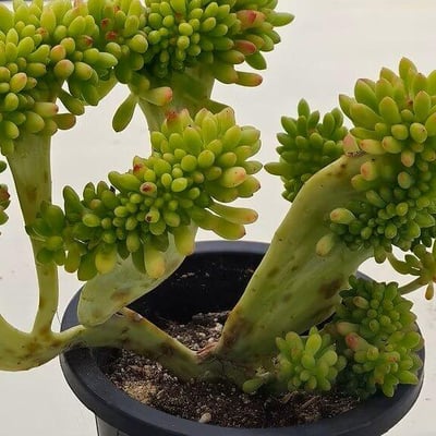 Alice evans cristata 