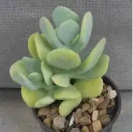 Allantoides goldii