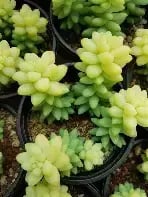 Burrito variegata