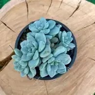 Clavatum aurora blue