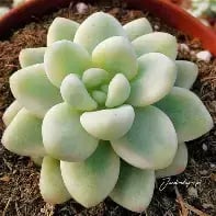 Clavatum variegatum