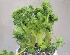 Corynephyllum cristata