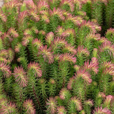 Forsterianum elegans 