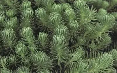Ochroleucum green ball 