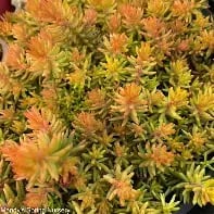 Petrosedum angelina teacup