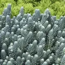 Petrosedum blue cushion