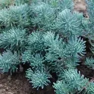 Petrosedum blue spruce