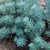 Petrosedum blue spruce