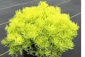 Petrosedum lemon ball