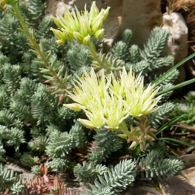 Petrosedum ochroleucum