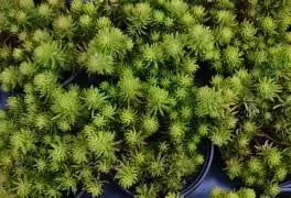 Petrosedum rupestre sea gold