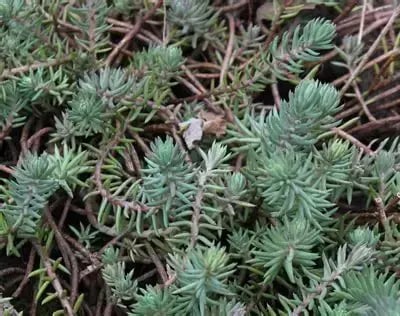 Petrosedum rupestre