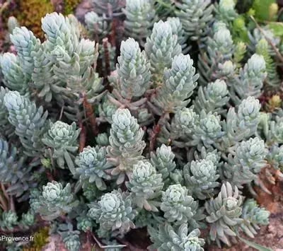 Petrosedum sediforme