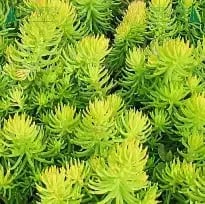 Petrosedum winter lemon