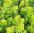 Petrosedum winter lemon