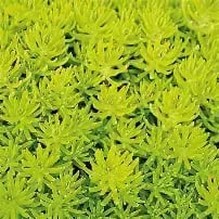 Petrosedum yellow bouquet