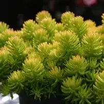 Petrosedum yellow cushion