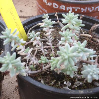 S farinosum copier 