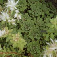 S glaucophyllum 3 