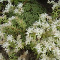 S glaucophyllum