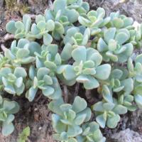 S obtusatum