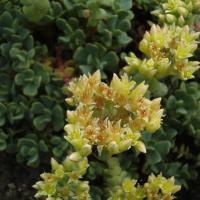 S obtusatum