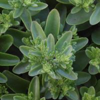 S obtusifolium