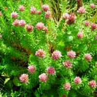 S rhodantum 1
