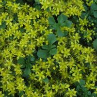 S spurium tsar gold 