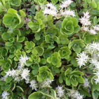 S ternatum