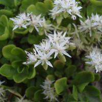 S ternatum