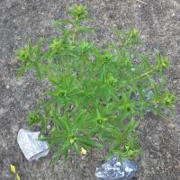 Sedum aizoon 3 