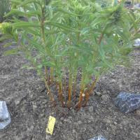 Sedum aizoon