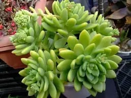 Sedum alice evans