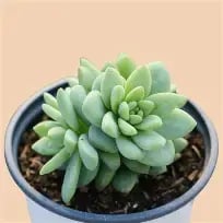 Sedum blue brazil