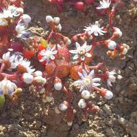 Sedum caeruleum 7 