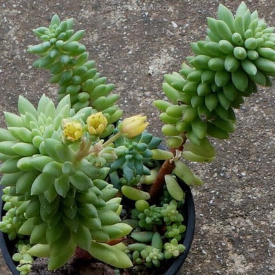 Sedum canny hinny