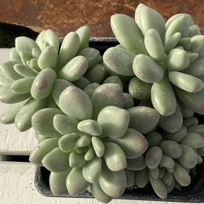Sedum caviar