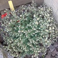 Sedum dasyphyllum