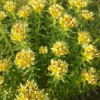 Sedum dumulosum 2 