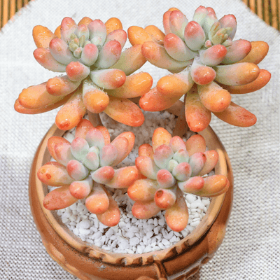 Sedum fat star