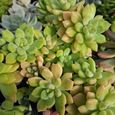 Sedum gospo 