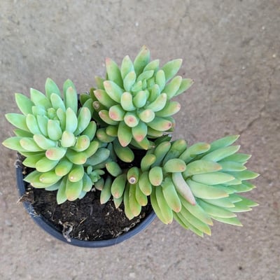 Sedum green star