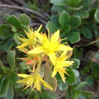Sedum hybridum immergrunchen