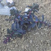 Sedum imperial