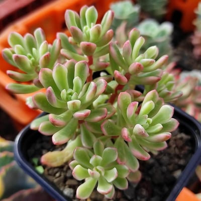 Sedum joyce tulloch variegata