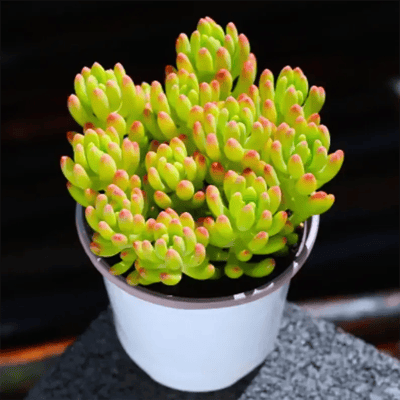 Sedum lemonfinger