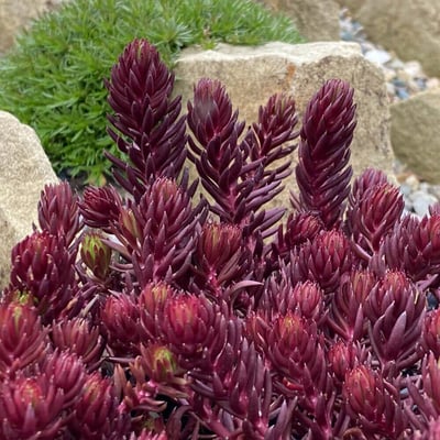 Sedum red angelina